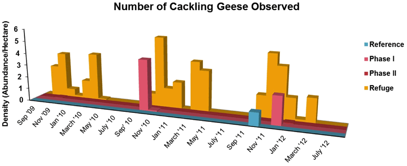 Cackling Goose number