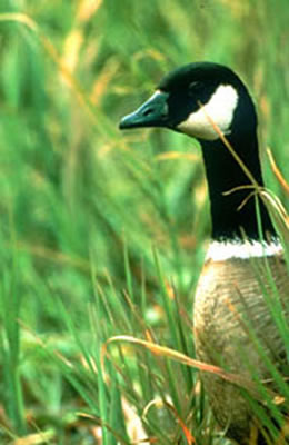 Cackling Goose